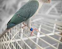 cute-bird-for-sale