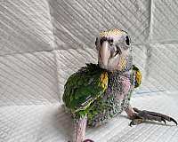 yellow-shoulder-amazon-parrot-for-sale
