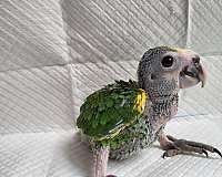 medium-bird-for-sale