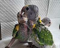 medium-yellow-shoulder-amazon-parrot-for-sale
