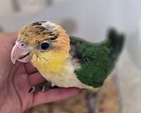 white-bellied-caique-for-sale