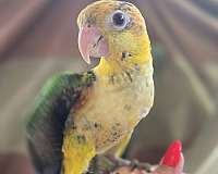 white-bird-for-sale-in-homestead-fl