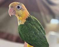mixed-bird-for-sale-in-homestead-fl