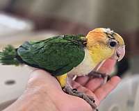 white-bellied-caique-for-sale-in-homestead-fl