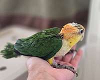bird-for-sale-in-homestead-fl