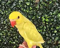 green-bird-for-sale-in-homestead-fl