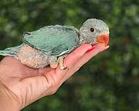 ringneck-parakeet-for-sale