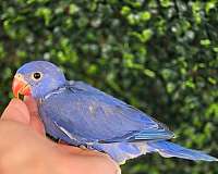 ringneck-parakeet-for-sale-in-homestead-fl
