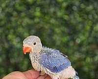 bird-for-sale-in-homestead-fl