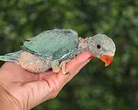 baby-bird