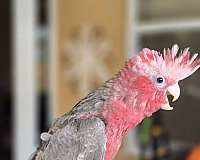 rose-breasted-cockatoo-for-sale-in-homestead-fl