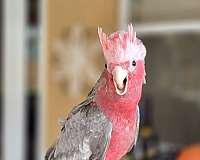 pink-bird-for-sale-in-homestead-fl