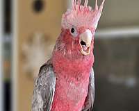 rose-bird-for-sale-in-homestead-fl