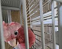 rose-breasted-cockatoo-for-sale