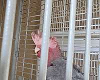 grey-rose-breasted-cockatoo-for-sale