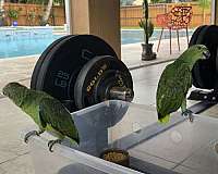 bird-for-sale-in-homestead-fl