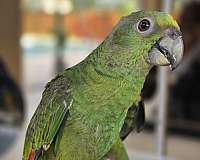yellow-naped-amazon-parrot-for-sale