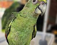 medium-yellow-naped-amazon-parrot-for-sale