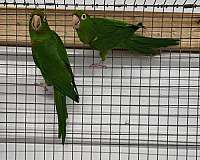 mitred-conure-for-sale-in-richmond-va