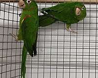 mature-mitred-conure-for-sale
