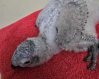 african-grey-parrot-for-sale
