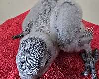 african-grey-parrot-for-sale-in-richmond-va