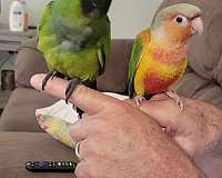 green-cheek-conure-for-sale-in-locust-grove-ga