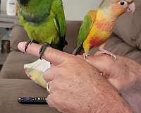 conure-green-cheek-conure-for-sale-in-locust-grove-ga