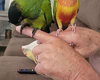 baby-bird-for-sale-in-locust-grove-ga