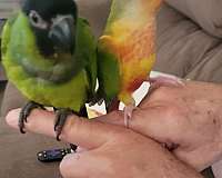 cinnamon-bird-for-sale-in-locust-grove-ga