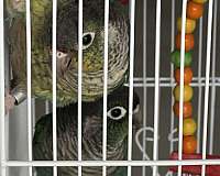 male-female-bird-for-sale-in-springfield-mo