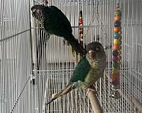 bonded-pair-bird-for-sale-in-springfield-mo