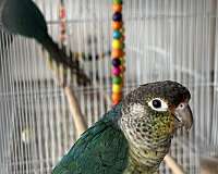 green-yellow-bird-for-sale-in-springfield-mo