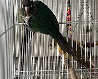 green-cheek-conure-for-sale