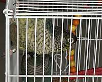 green-cheek-conure-for-sale-in-springfield-mo