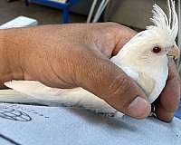 lutino-bird-for-sale-in-stockton-ca