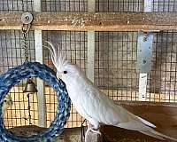 red-bird-for-sale-in-stockton-ca