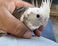 white-bird-for-sale-in-stockton-ca