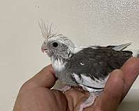 cockatiel-for-sale-in-stockton-ca