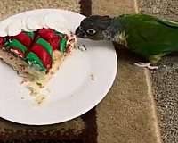 bird-for-sale-in-ewing-nj