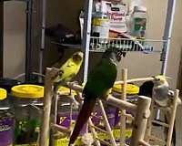 adult-bird-for-sale-in-ewing-nj