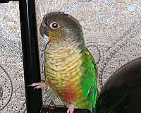 conure-for-sale-in-ewing-nj