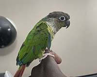 conure-for-sale