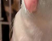 playful-bird-for-sale-in-ocala-fl