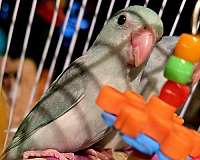 rare-bird-for-sale-in-ocala-fl