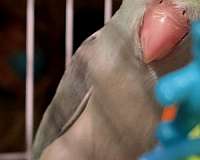 parrotlet-for-sale