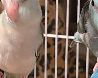 cinnamon-parrotlet-for-sale