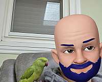 ringneck-parakeet-for-sale-in-clifton-park-ny
