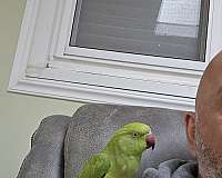 ringneck-parakeet-for-sale