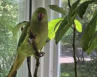 bird-for-sale-in-clifton-park-ny